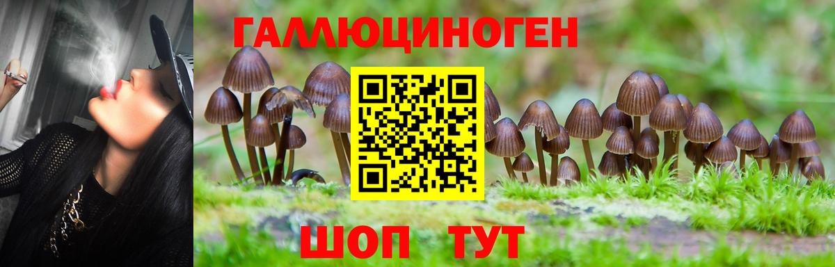 Псилоцибиновые грибы Psilocybe Керчь